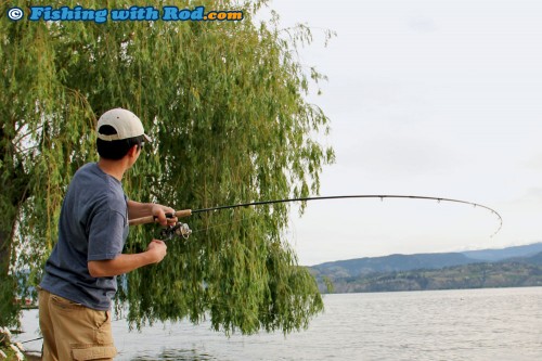 Fighting an Okanagan Lake carp