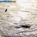 Okanagan Lake carp, ready to be landed