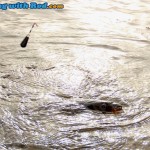 Okanagan Lake carp, ready to be landed