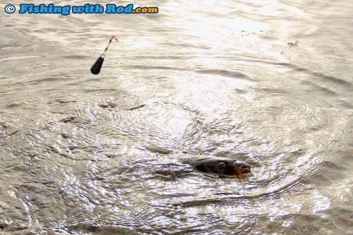 Okanagan Lake carp, ready to be landed