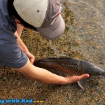 Releasing an Okanagan Lake carp