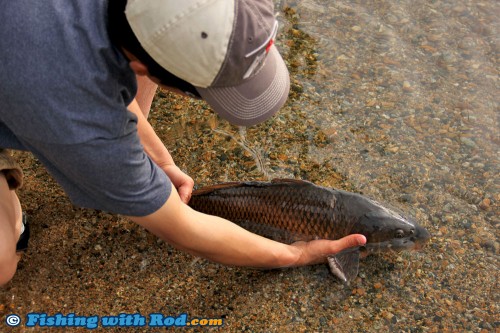 Releasing an Okanagan Lake carp