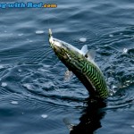 Chub mackerel