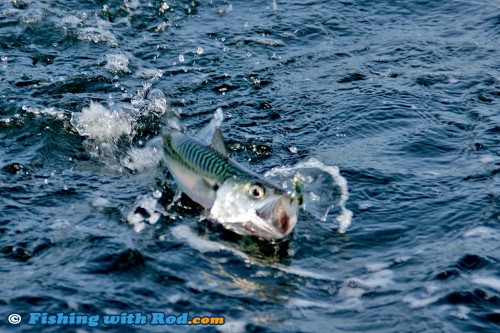 Chub mackerel