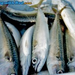 The mackerel harvest