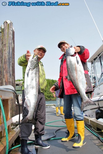 Chinook Salmon in Ucluelet