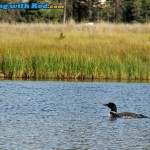 Hungry Loon at Tunkwa Lake BC