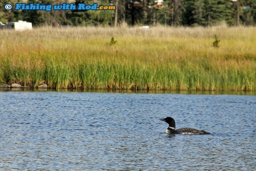 Hungry Loon at Tunkwa Lake BC