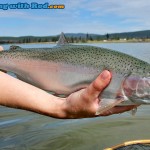 Tunkwa Lake rainbow trout