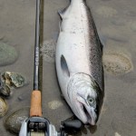 Chilliwack River Hatchery Coho Salmon