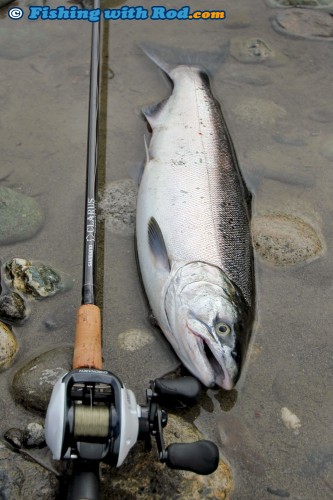 Chilliwack River Hatchery Coho Salmon