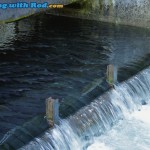 Salmon at Chilliwack Salmon Hatchery