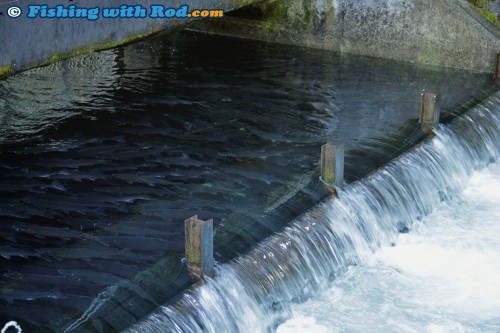 Salmon at Chilliwack Salmon Hatchery