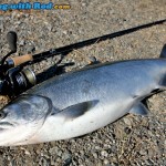 A Beautiful Tidal Fraser River Coho Salmon