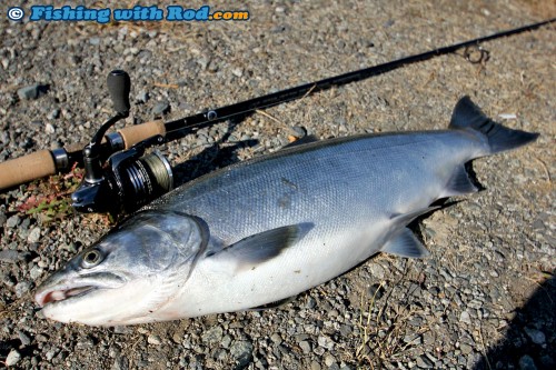 A Beautiful Tidal Fraser River Coho Salmon