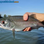 Tidal Fraser River Coho Jack