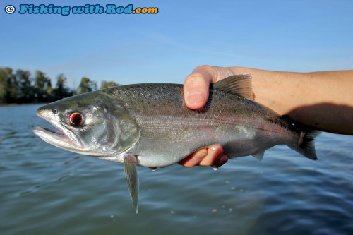 Tidal Fraser River Coho Jack