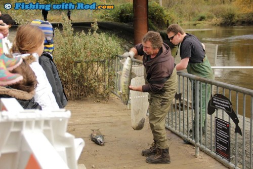 K.E.E.P.S. volunteer Ross Davies showcasing a chum salmon