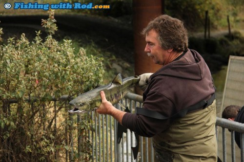 K.E.E.P.S. volunteer Ross Davies showcasing a chum salmon