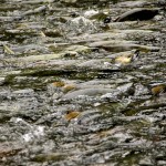 Big School of Spawning Chum Salmon