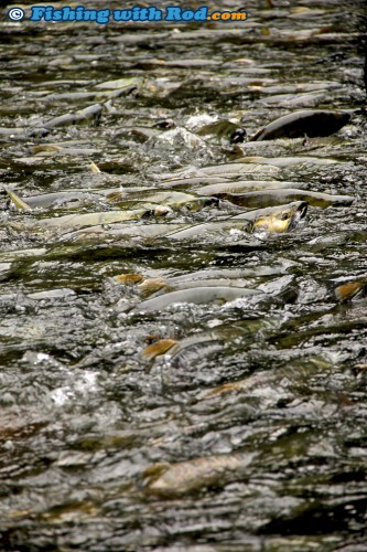 Big School of Spawning Chum Salmon