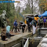 Collecting Chum Salmon Broods