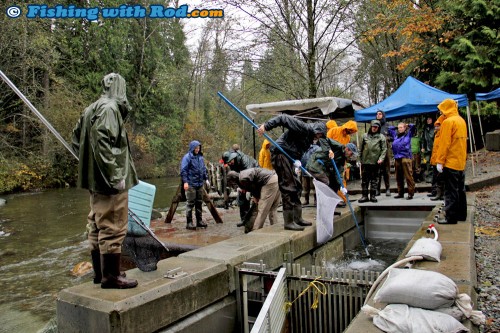 Collecting Chum Salmon Broods