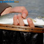 Anadromous Cutthroat Trout