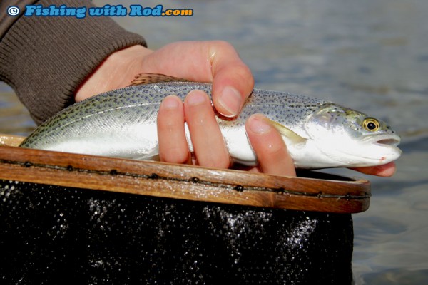 Anadromous Cutthroat Trout