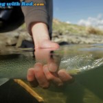 Cutthroat Trout Underwater Photograph