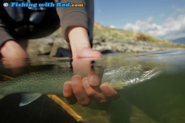 Cutthroat Trout Underwater Photograph