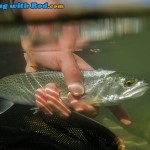 Releasing a Cutthroat Trout