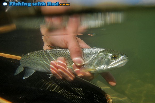 Releasing a Cutthroat Trout