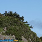 Bald Eagle on the West Coast of Vancouver Island