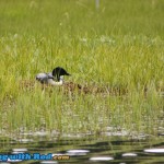 Nesting Loon