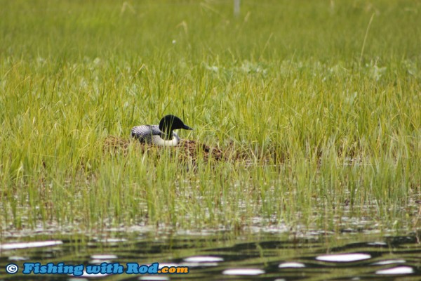 Nesting Loon