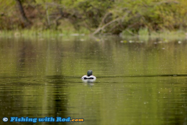 Loon in Thick Spring Hatch