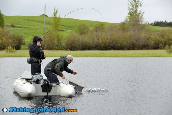 Netting a Big Brook Trout