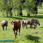 Horses Freely Roaming in Thompson-Nicola BC