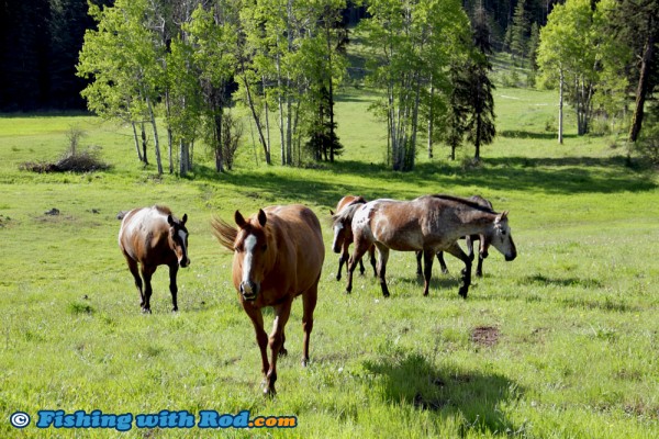 Horses Freely Roaming in Thompson-Nicola BC