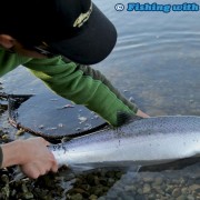 Releasing a wild coho salmon