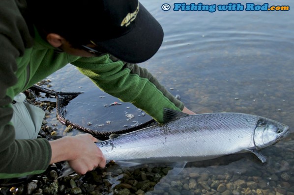 Releasing a wild coho salmon