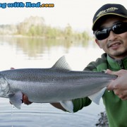 Beautiful fresh Fraser River coho salmon