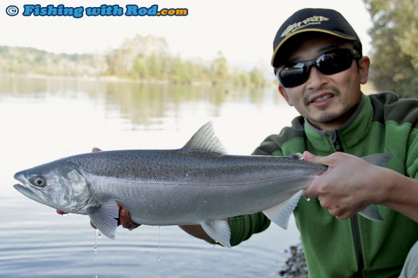 Beautiful fresh Fraser River coho salmon
