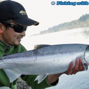 Big Fraser River coho salmon