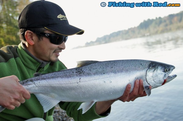 Big Fraser River coho salmon