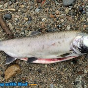 Dead coho salmon