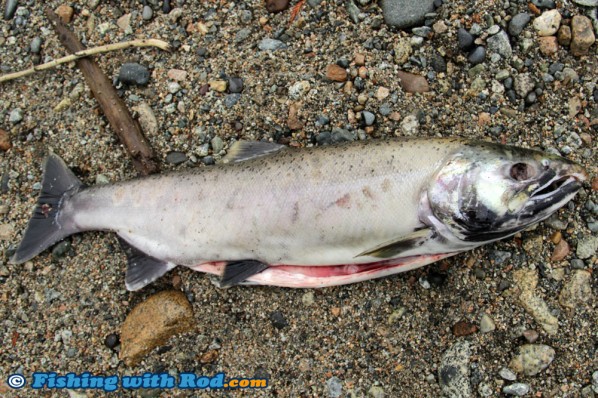 Dead coho salmon