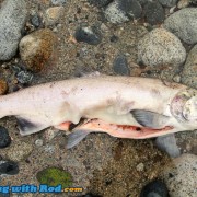 Dead wild coho salmon, illegally harvested