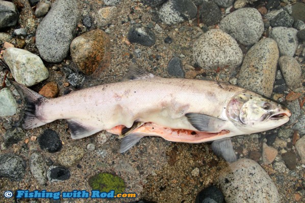 Dead wild coho salmon, illegally harvested